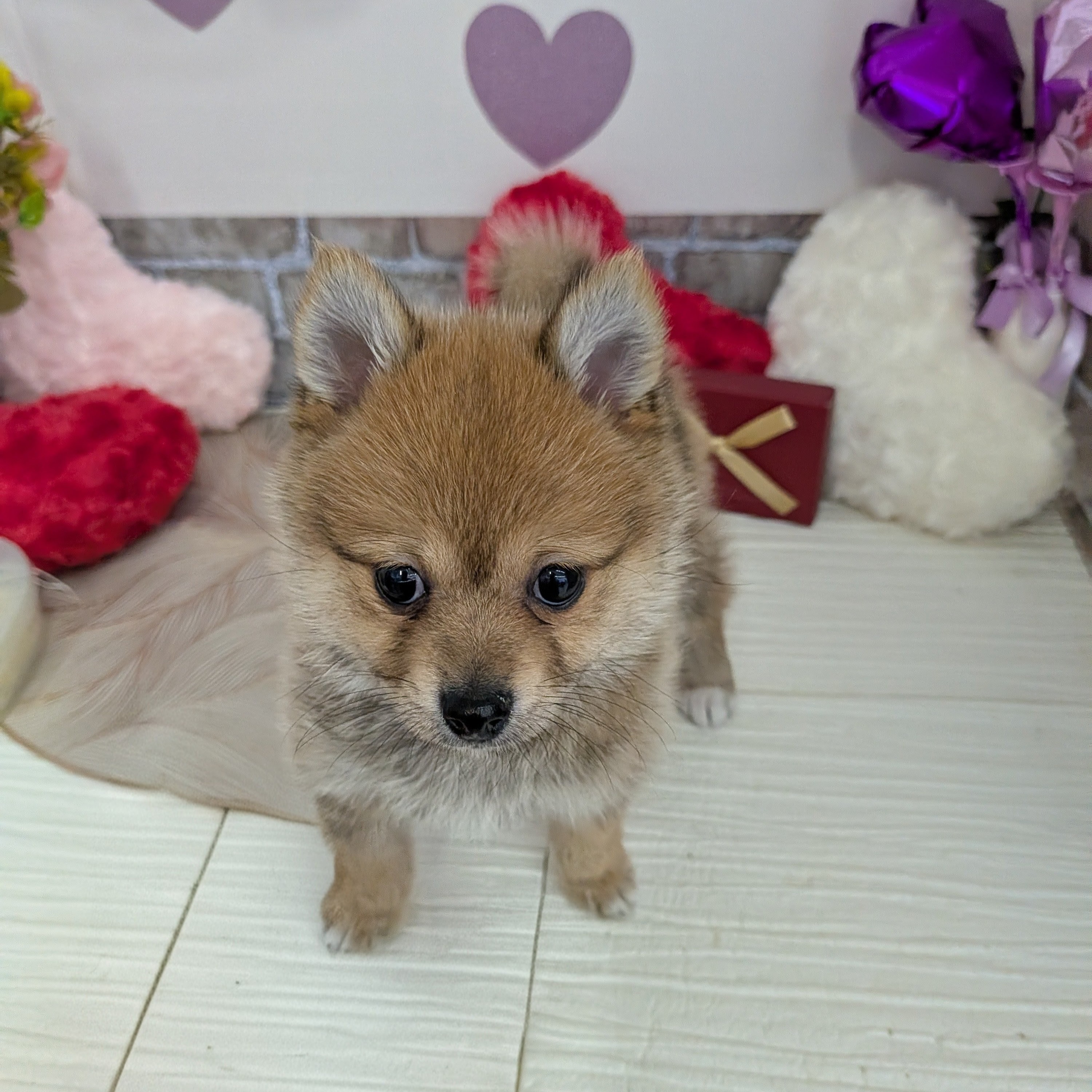 愛知県のポメ柴/豆ポメ/ポメ豆柴(ポメラニアン×柴犬) (犬の家＆猫の里碧南店/2025年11月21日生まれ/女の子/赤)の子犬の3枚目の画像