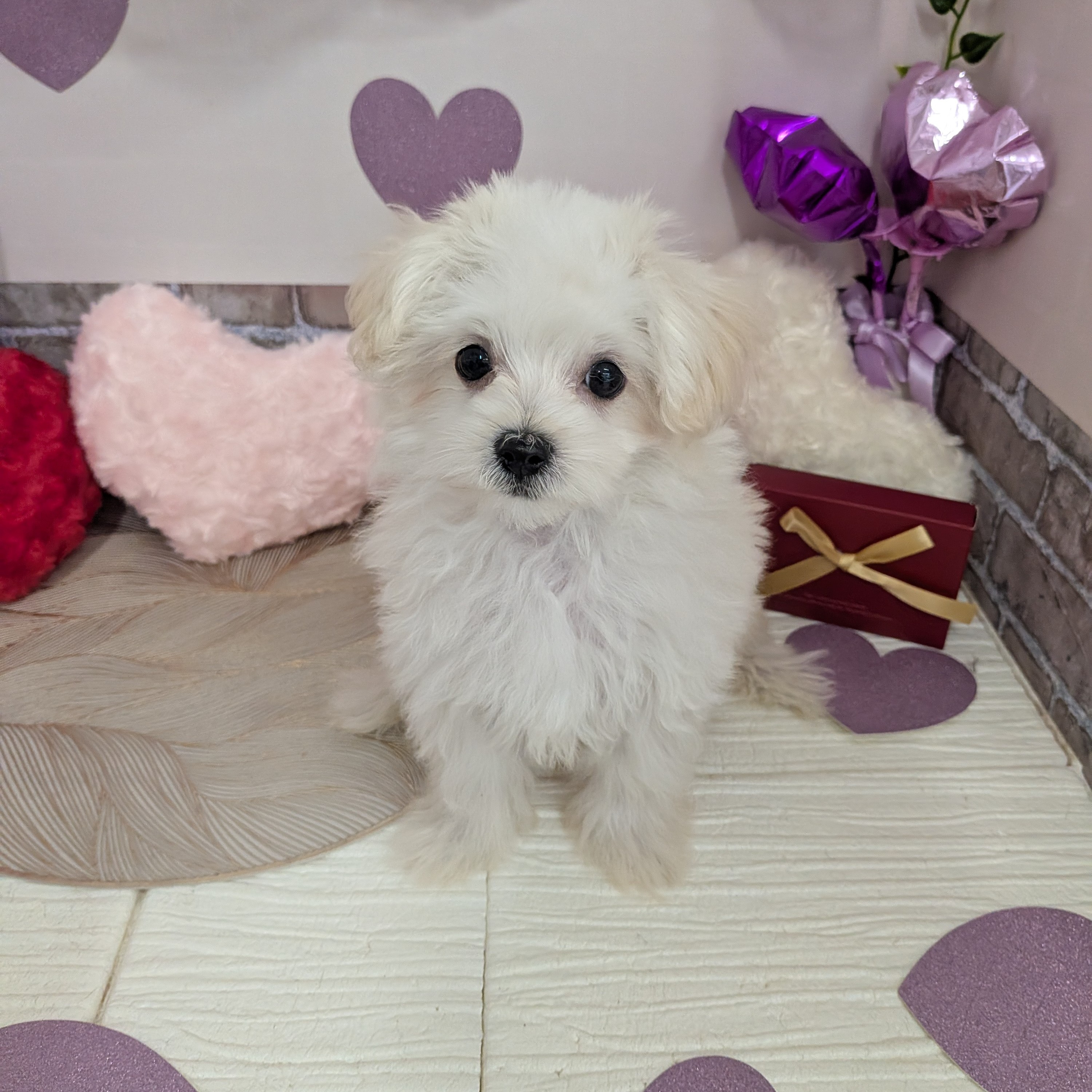 愛知県のマルプー(マルチーズ×プードル) (犬の家＆猫の里碧南店/2025年11月10日生まれ/男の子/クリーム)の子犬の3枚目の画像