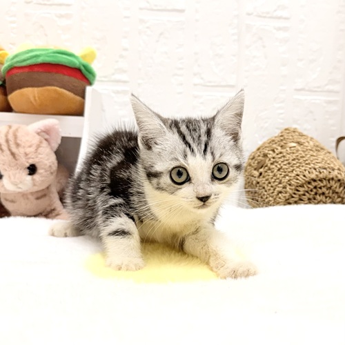 愛知県のアメリカンショートヘアー (犬の家＆猫の里豊川インター店/2026年6月28日生まれ/女の子/シルバータビーホワイト)の子猫の3枚目の画像
