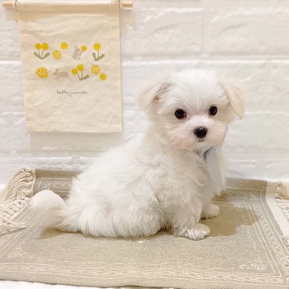 静岡県のマルチーズ (犬の家＆猫の里富士店/2025年6月9日生まれ/男の子/ホワイト)の子犬の3枚目の画像