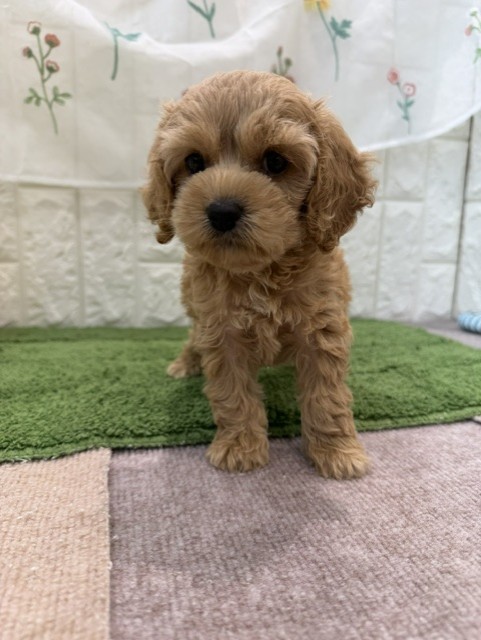 岡山県のコッカプー(アメリカンコッカースパニエル×プードル) (犬の家＆猫の里倉敷店/2026年8月1日生まれ/男の子/クリーム)の子犬の3枚目の画像