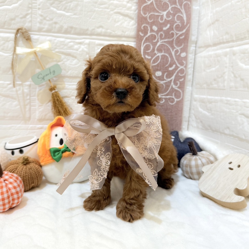 静岡県のトイプードル(トイ) (犬の家＆猫の里富士店/2025年8月8日生まれ/女の子/レッド)の子犬の3枚目の画像
