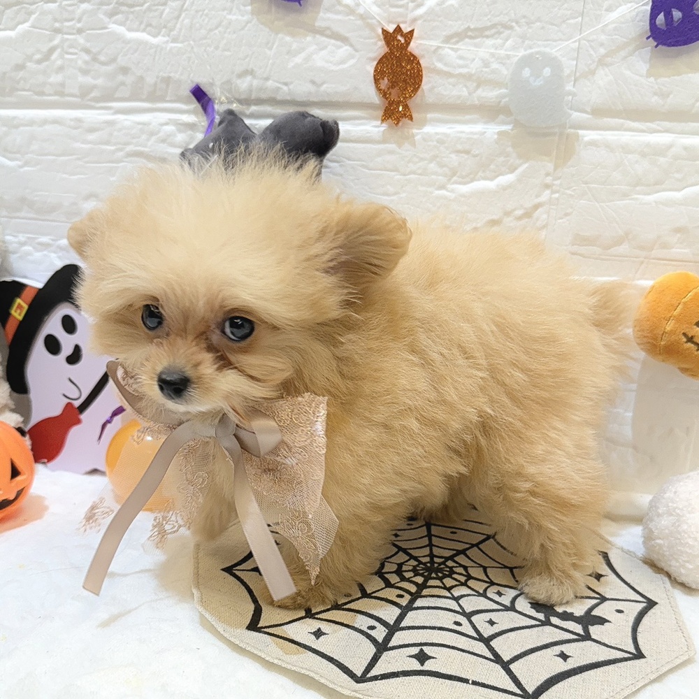 静岡県のポメプー(ポメラニアン×プードル) (犬の家＆猫の里富士店/2025年8月10日生まれ/女の子/クリーム)の子犬の3枚目の画像