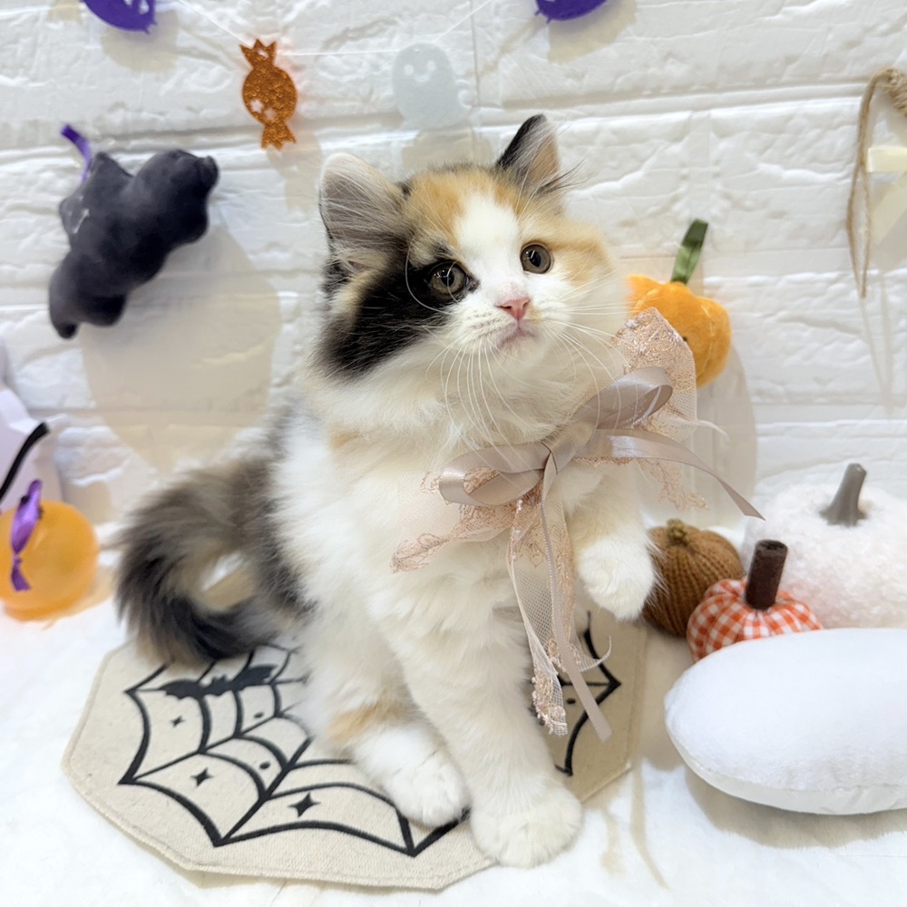 静岡県のブリティッシュロングヘアー (犬の家＆猫の里富士店/2025年8月6日生まれ/女の子/キャリコ)の子猫の3枚目の画像
