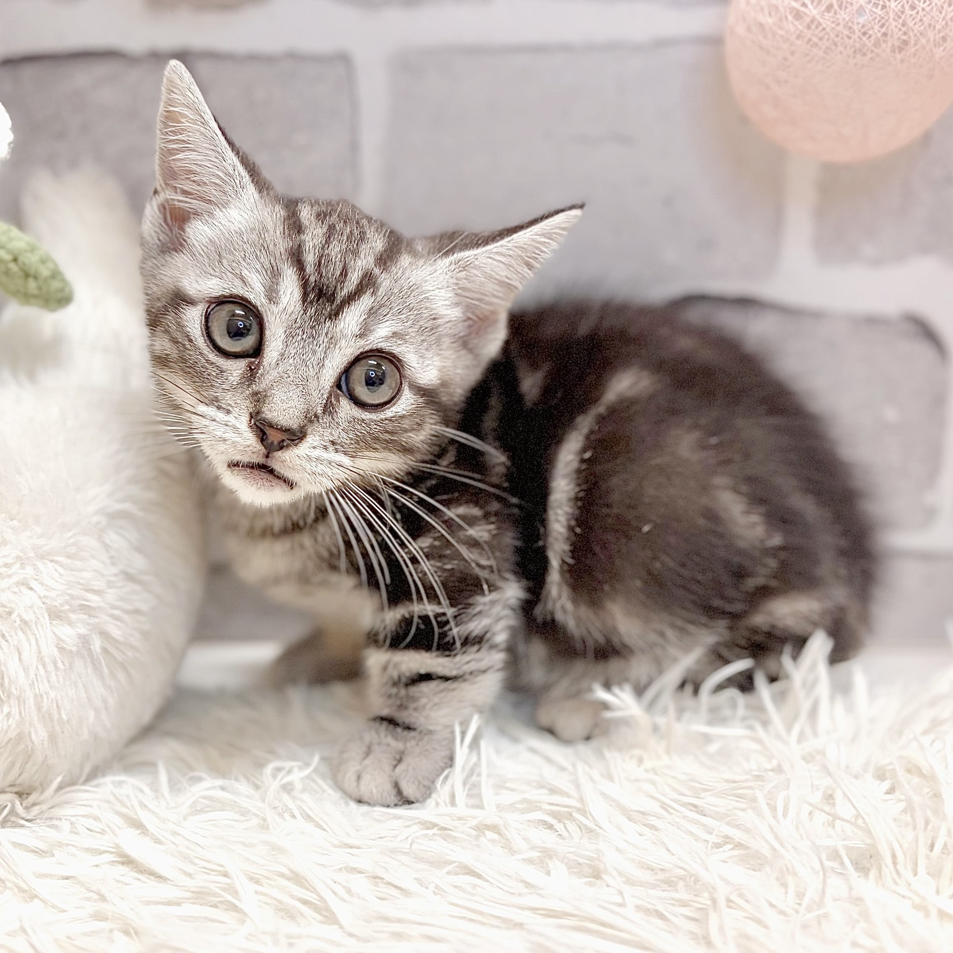 兵庫県のマンチカン (犬の家＆猫の里神戸店/2026年7月4日生まれ/男の子/シルバータビー)の子猫の3枚目の画像