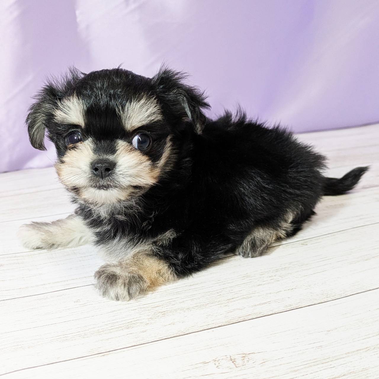 兵庫県のチワマル/マルチワ(チワワ×マルチーズ) (犬の家＆猫の里尼崎店/2025年10月13日生まれ/男の子/ブラッククリーム)の子犬の3枚目の画像