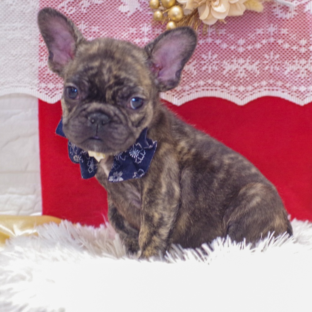 静岡県のフレンチブルドッグ (犬の家＆猫の里富士店/2025年11月25日生まれ/男の子/ブリンドル)の子犬の3枚目の画像