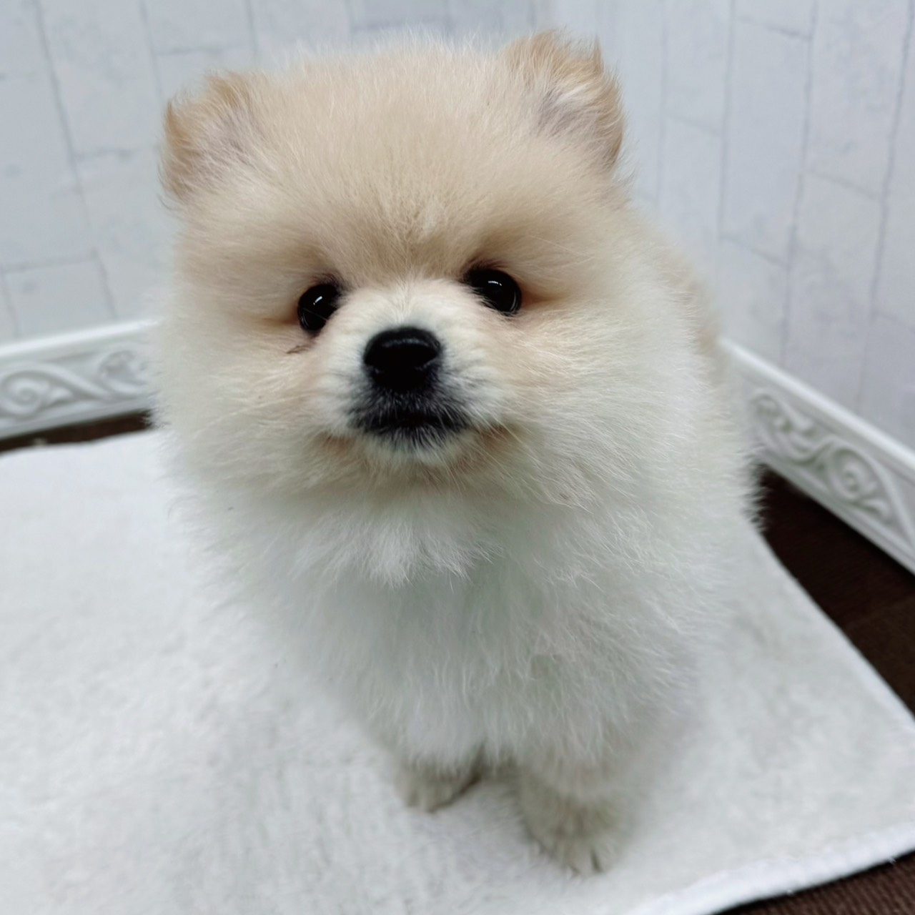 石川県のポメラニアン (犬の家＆猫の里アミーゴ金沢有松店/2026年3月13日生まれ/男の子/クリーム)の子犬の3枚目の画像