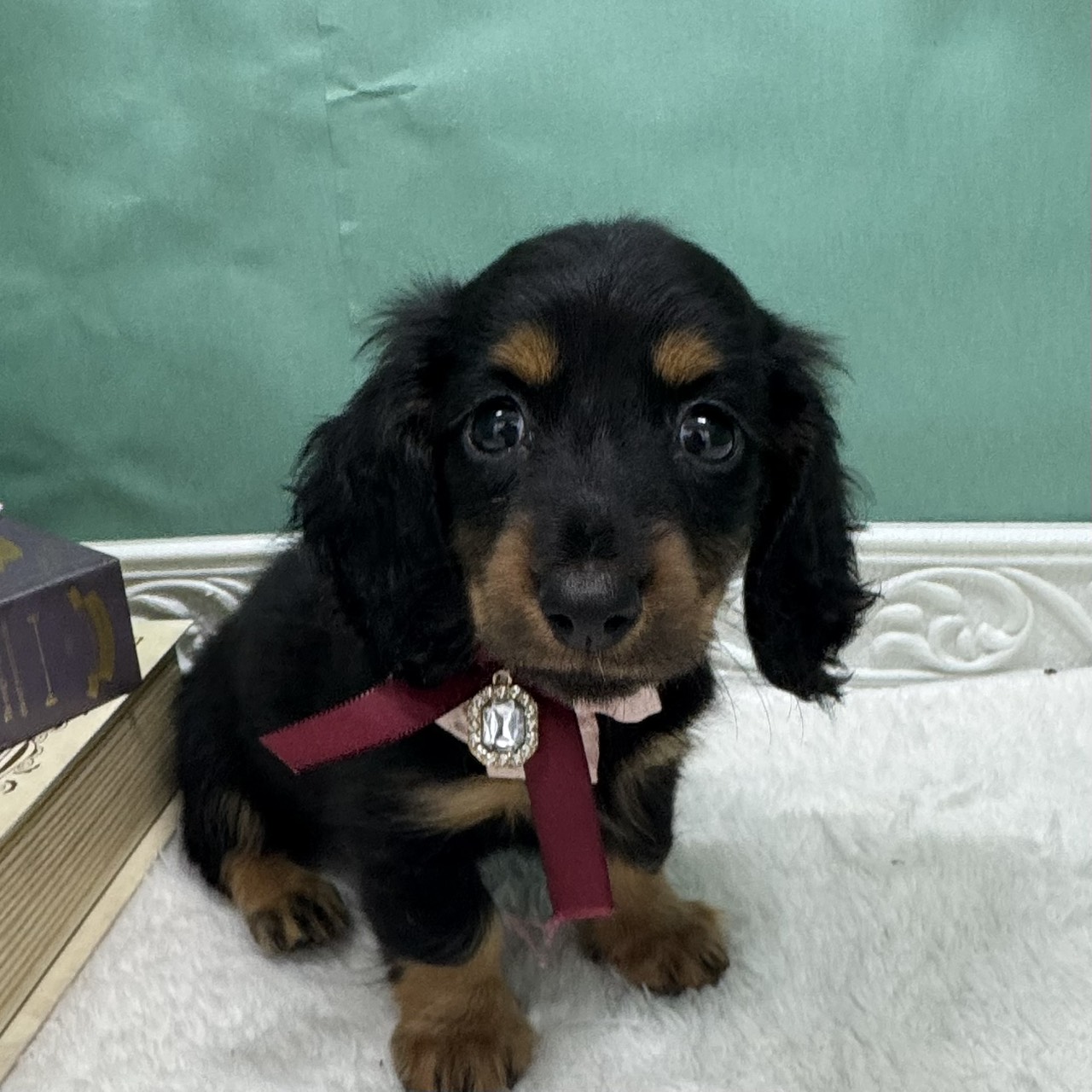 石川県のミニチュアダックスフンド(ロング) (犬の家＆猫の里アミーゴ金沢有松店/2026年4月6日生まれ/女の子/ブラックタン)の子犬の3枚目の画像