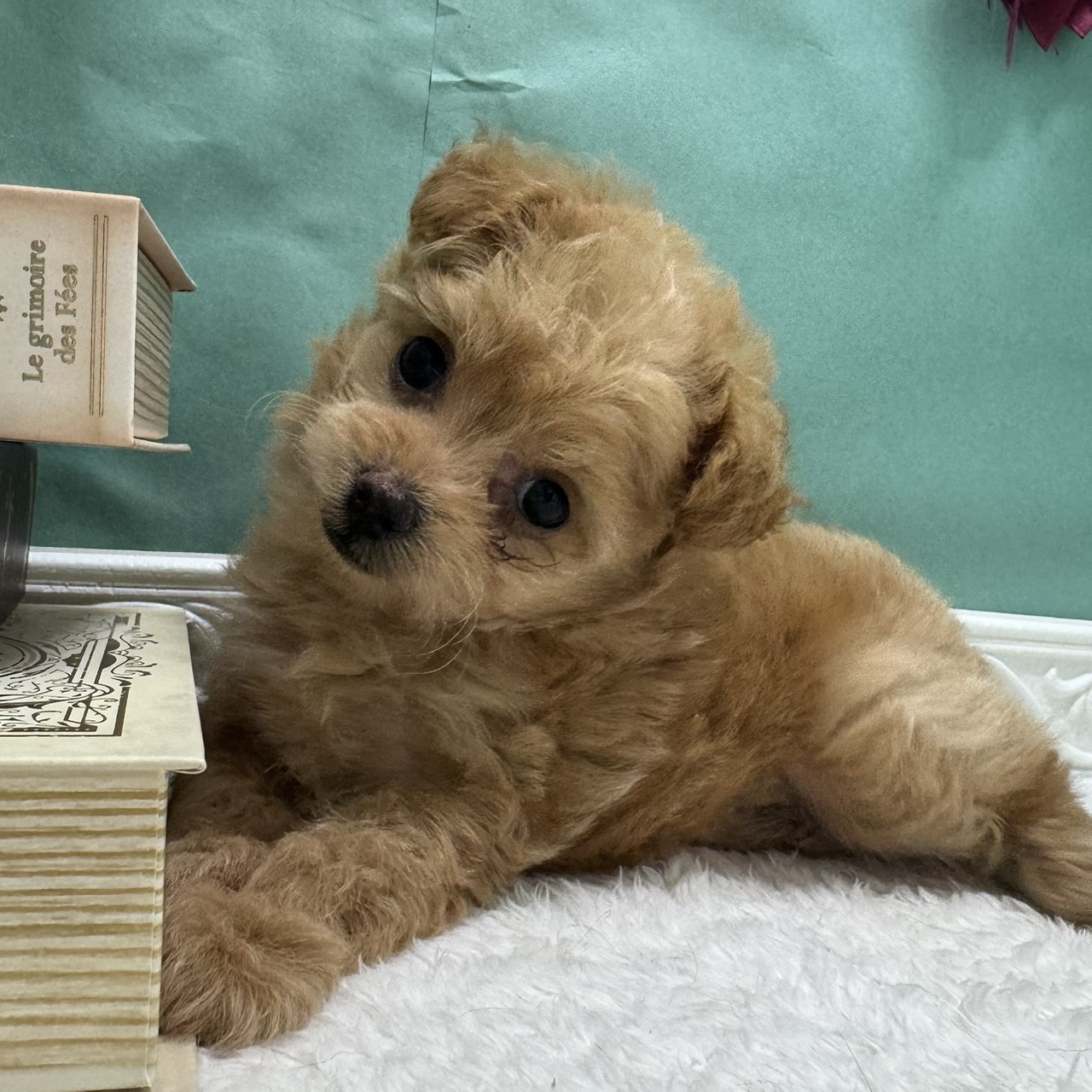 石川県のポメプー(ポメラニアン×プードル) (犬の家＆猫の里アミーゴ金沢有松店/2026年4月1日生まれ/女の子/クリーム)の子犬の3枚目の画像