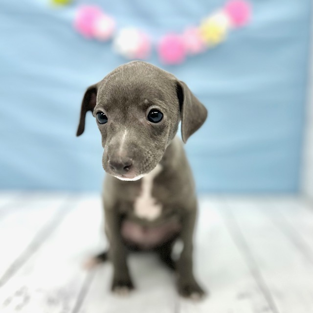 ブルー(青系)のイタリアングレーハウンドの子犬一覧 | ペット