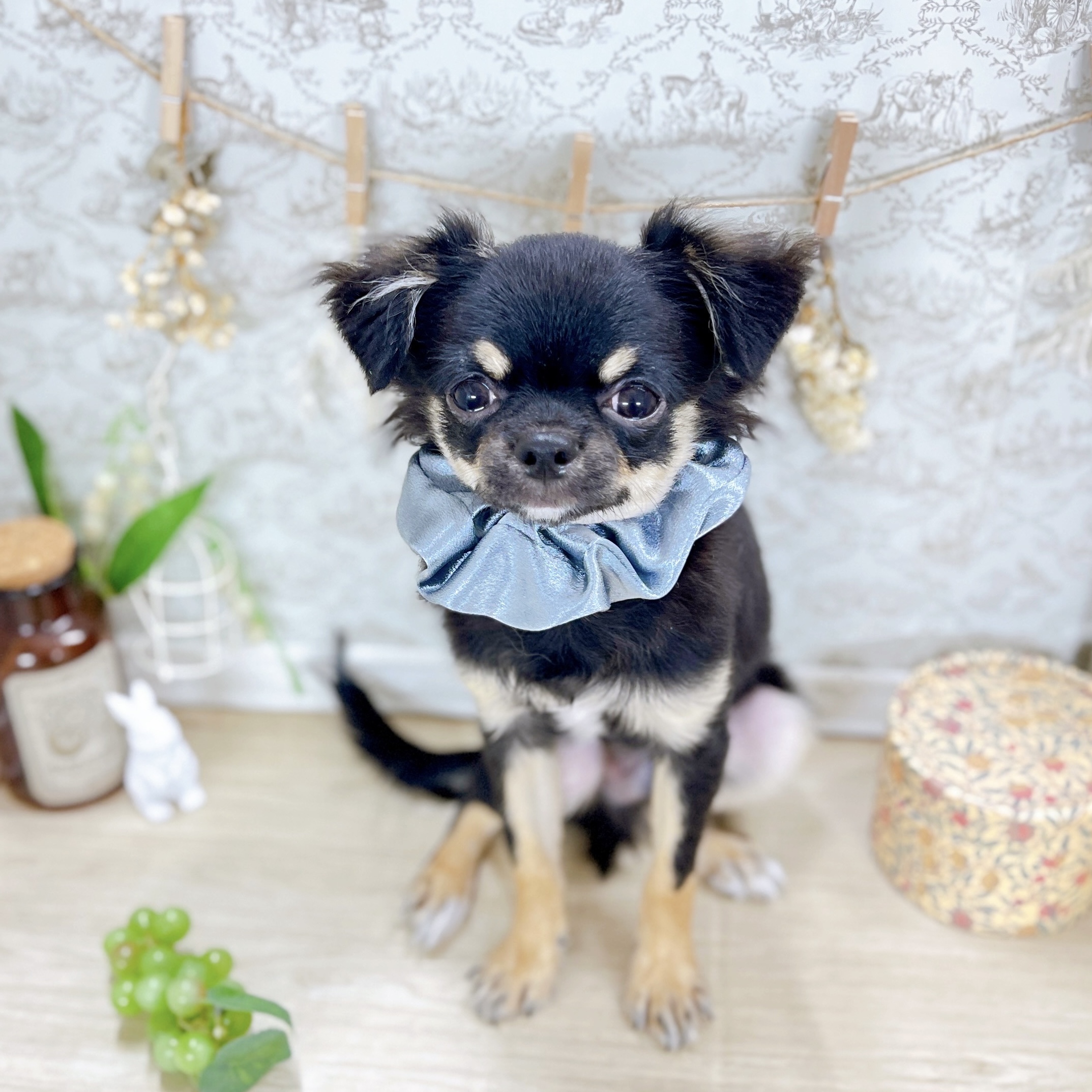 福井県のチワワ(ロング) (犬の家＆猫の里アミーゴ福井大和田店/2025年2月10日生まれ/男の子/ブラックタン)の子犬の3枚目の画像