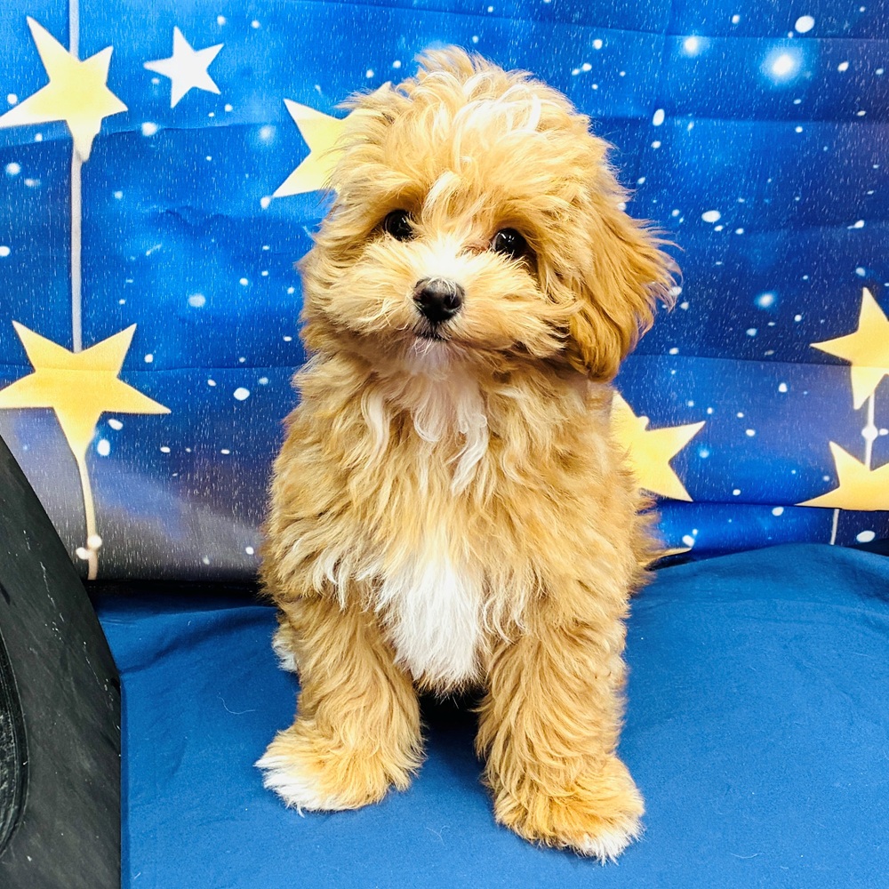 愛知県のマルプー(マルチーズ×プードル) (犬の家＆猫の里MiO香久山店/2025年3月16日生まれ/男の子/アプリコットホワイト)の子犬の3枚目の画像