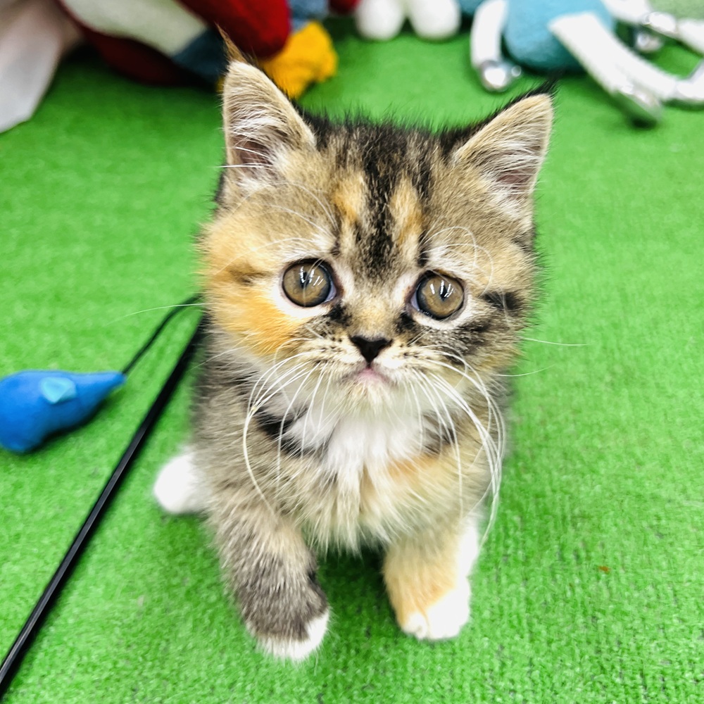 愛知県のミヌエット (犬の家＆猫の里名古屋天白店/2025年3月18日生まれ/女の子/ブラウンパッチドタビーホワイト)の子猫
