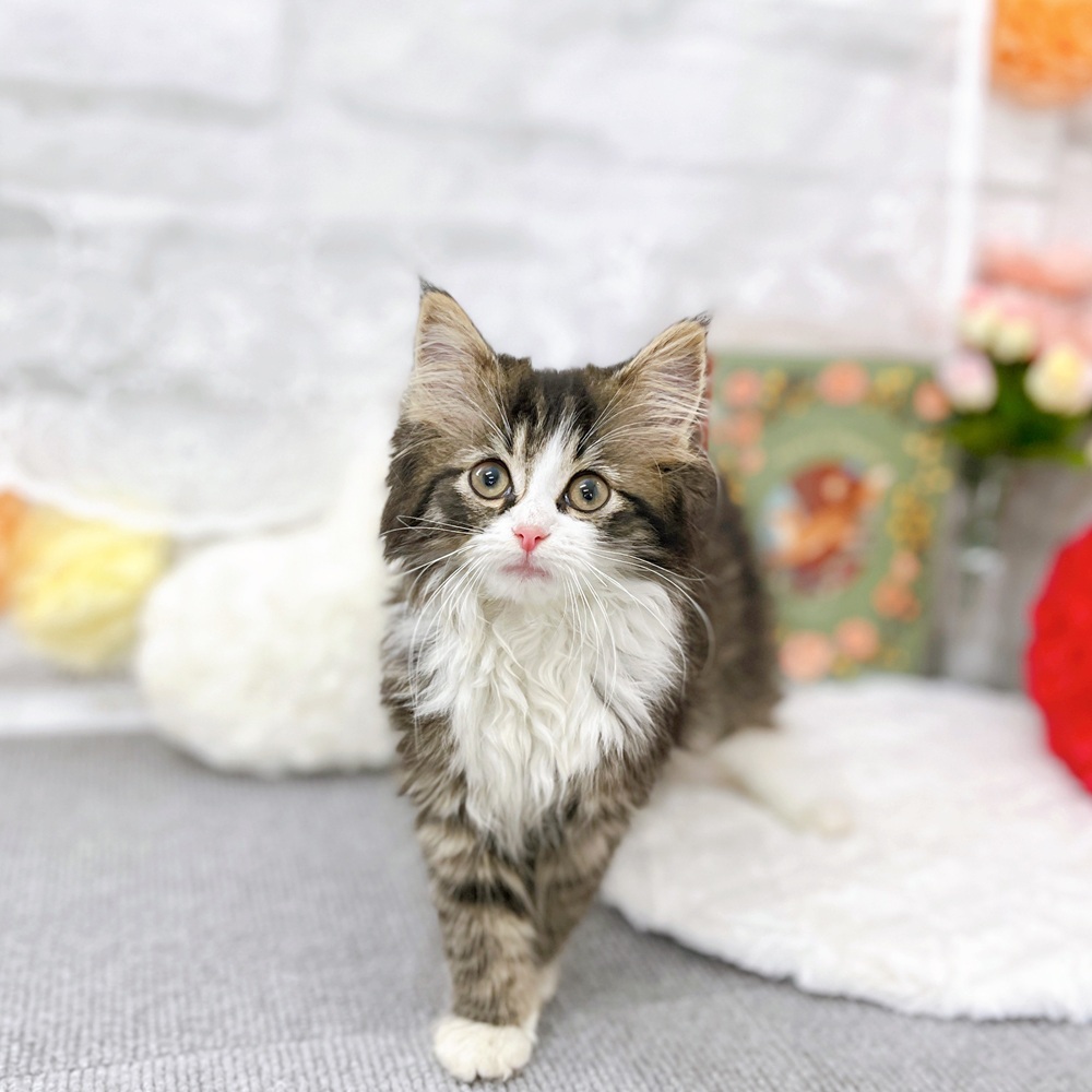 京都府のノルウェージャンフォレストキャット (犬の家＆猫の里京都樟葉店/2025年3月14日生まれ/女の子/ブラウンタビーホワイト)の子猫の3枚目の画像