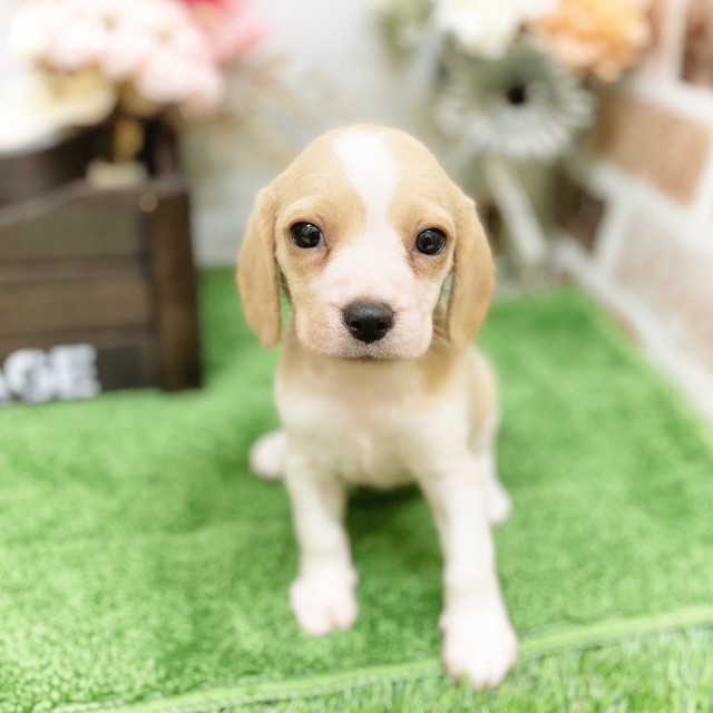 静岡県のビーグル (犬の家＆猫の里藤枝店/2025年3月24日生まれ/女の子/レモンホワイト)の子犬