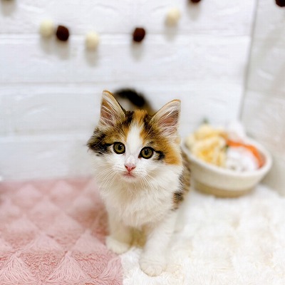 京都府のノルウェージャンフォレストキャット (犬の家＆猫の里京都精華店/2025年3月30日生まれ/女の子/キャリコ)の子猫