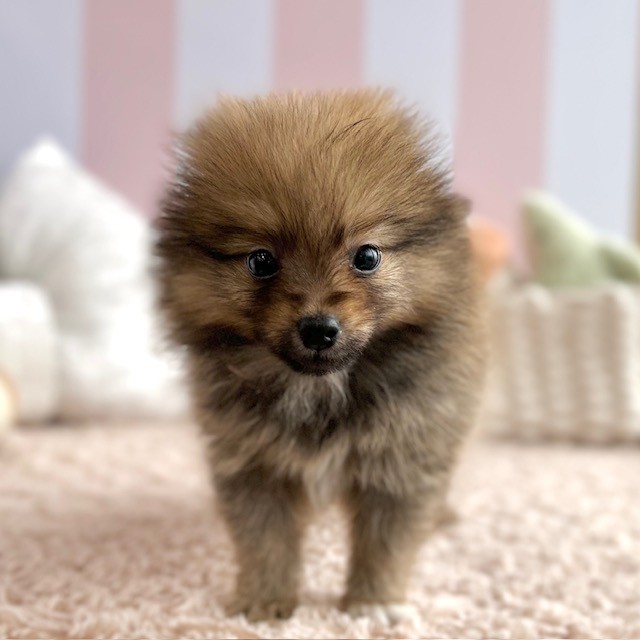 岡山県のポメラニアン (犬の家＆猫の里倉敷中庄店/2025年4月3日生まれ/男の子/オレンジセーブル)の子犬