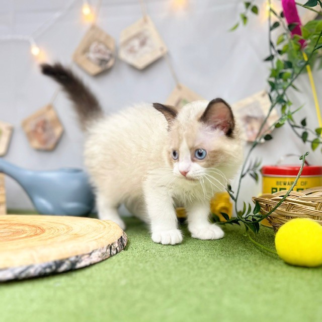 千葉県のラグドール (犬の家＆猫の里ワンズモール稲毛店/2025年3月24日生まれ/男の子/シールポイントバイカラー)の子猫の3枚目の画像