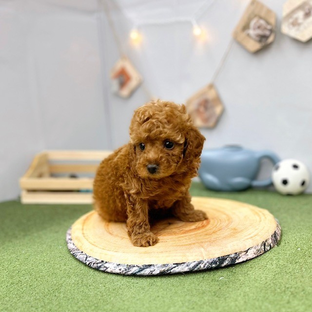 千葉県のトイプードル(トイ) (犬の家＆猫の里ワンズモール稲毛店/2025年4月6日生まれ/女の子/レッド)の子犬の3枚目の画像