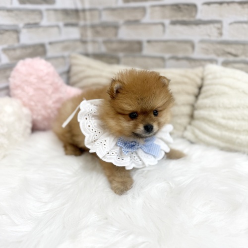 神奈川県のポメラニアン (犬の家＆猫の里モザイクモール港北店/2025年4月6日生まれ/男の子/オレンジ)の子犬の3枚目の画像