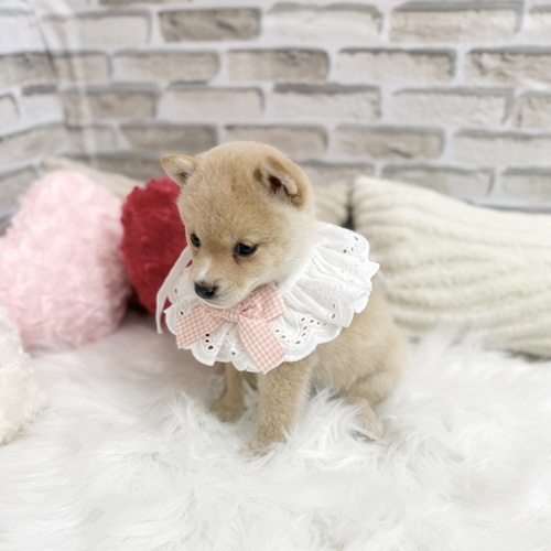 神奈川県の豆柴 (犬の家＆猫の里モザイクモール港北店/2025年4月6日生まれ/女の子/白)の子犬の3枚目の画像