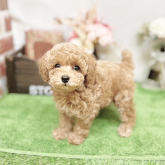 静岡県のトイプードル(トイ) (犬の家＆猫の里藤枝店/2025年4月20日生まれ/女の子/レッド)の子犬の3枚目の画像