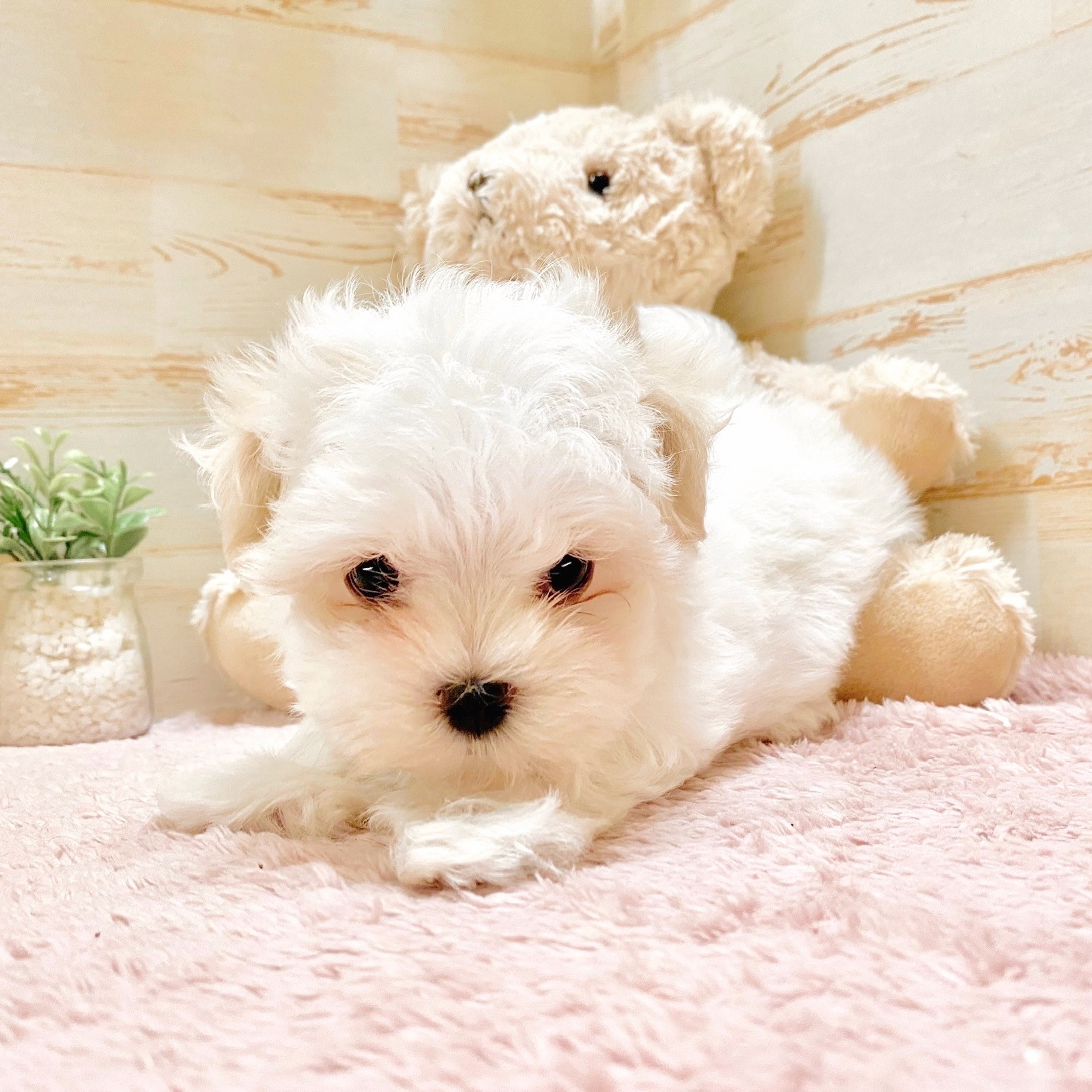 兵庫県のマルチーズ (犬の家＆猫の里神戸店/2025年4月22日生まれ/女の子/ホワイト)の子犬の3枚目の画像