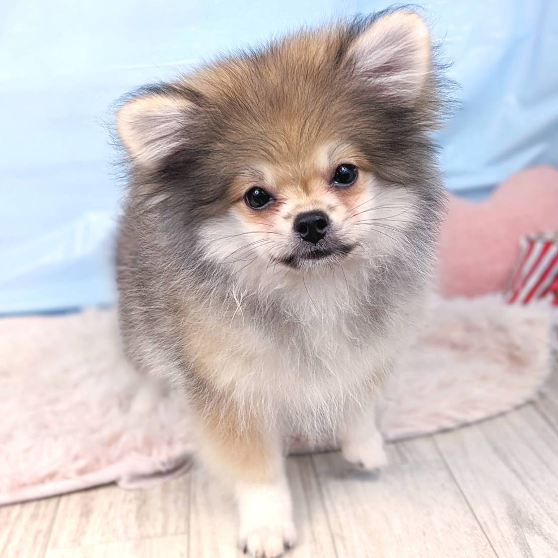 兵庫県のペキポメ/ポメペキ(ペキニーズ×ポメラニアン) (犬の家＆猫の里川西店/2025年4月27日生まれ/男の子/ウルフセーブル)の子犬の3枚目の画像