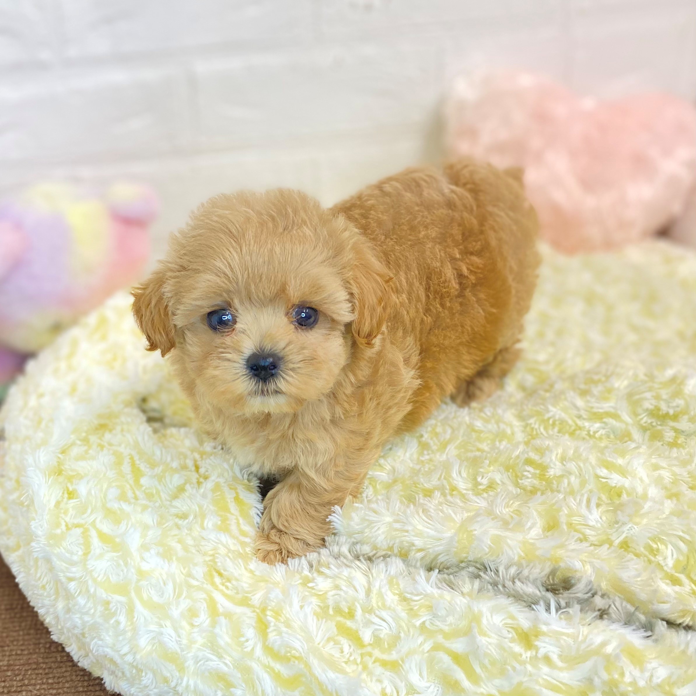 ハーフ犬の写真