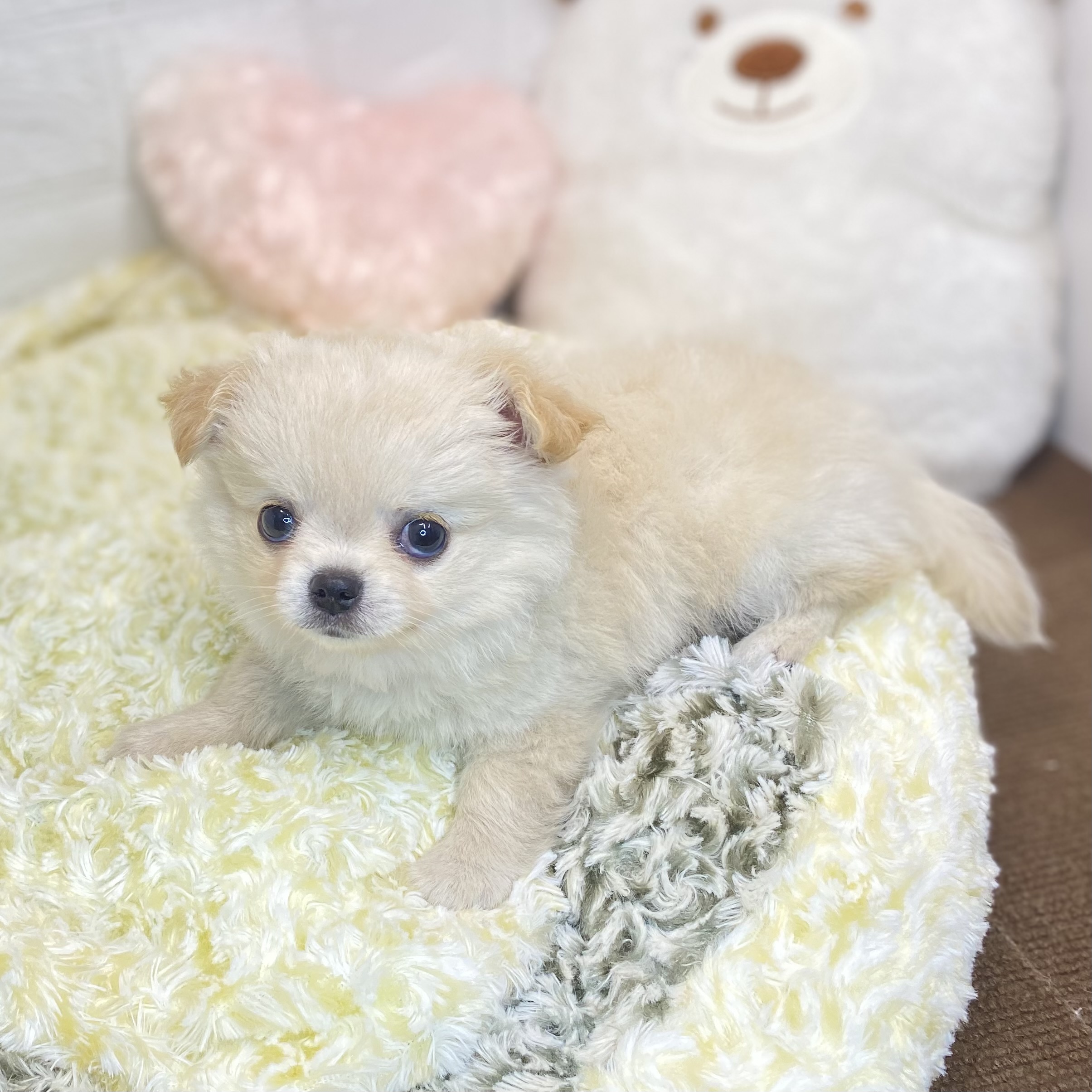 長野県のチワワ(ロング) (犬の家＆猫の里長野店/2025年4月28日生まれ/男の子/クリーム)の子犬の3枚目の画像