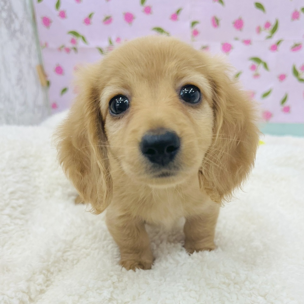 愛知県のミニチュアダックスフンド(ロング) (犬の家＆猫の里エアポートウォーク店/2025年4月29日生まれ/女の子/ゴールド)の子犬の3枚目の画像