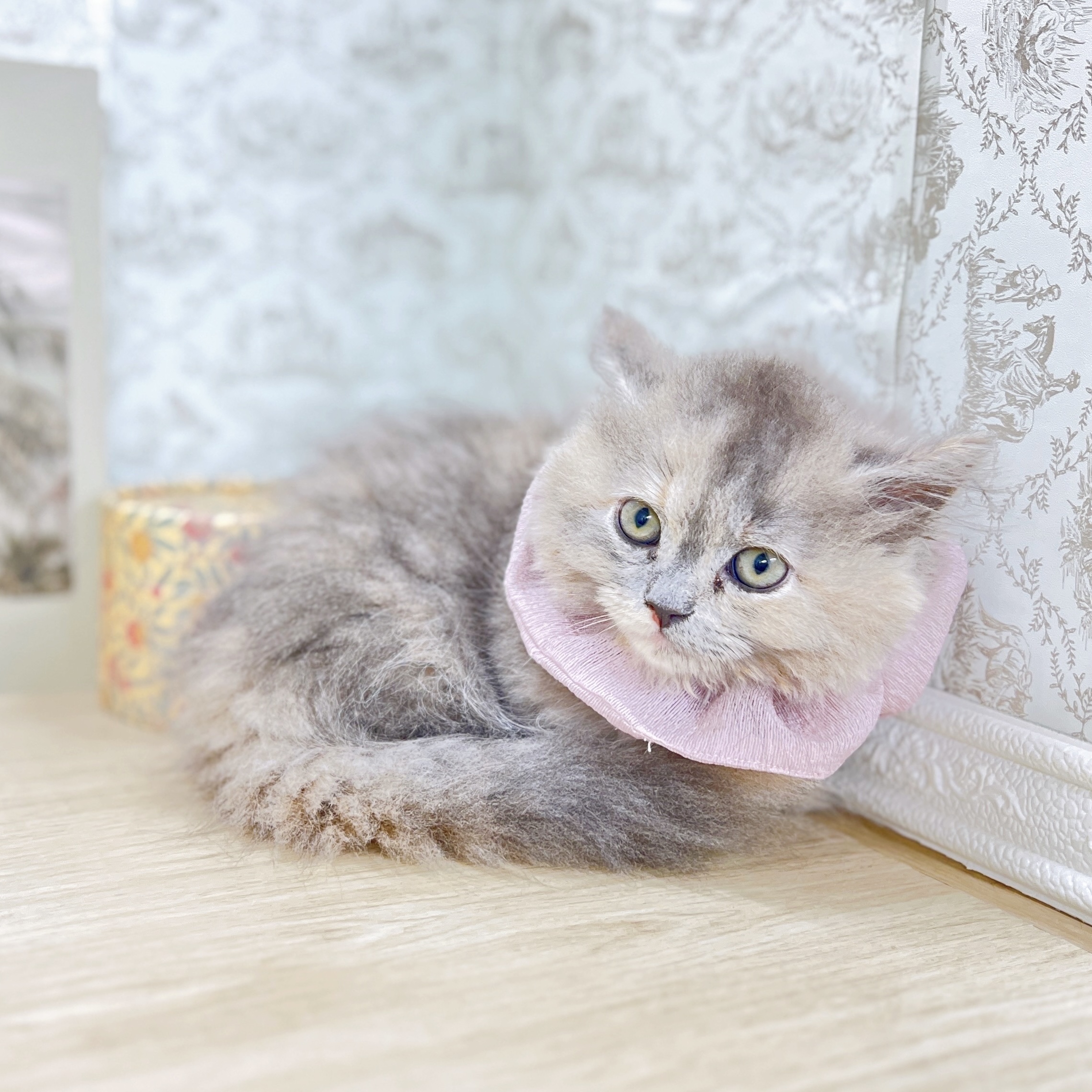 福井県のミヌエット (犬の家＆猫の里アミーゴ福井大和田店/2025年4月28日生まれ/女の子/ブルーパッチドタビー)の子猫の3枚目の画像