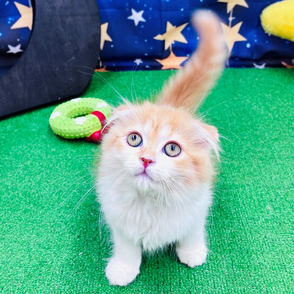 愛知県のスコティッシュフォールド (犬の家＆猫の里名古屋天白店/2025年4月30日生まれ/女の子/レッドタビーホワイト)の子猫の3枚目の画像