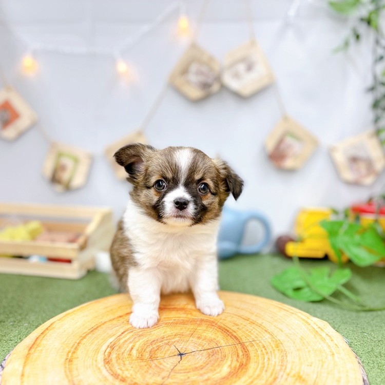 千葉県のチワワ(ロング) (犬の家＆猫の里ワンズモール稲毛店/2025年5月5日生まれ/男の子/レッドホワイト)の子犬の3枚目の画像