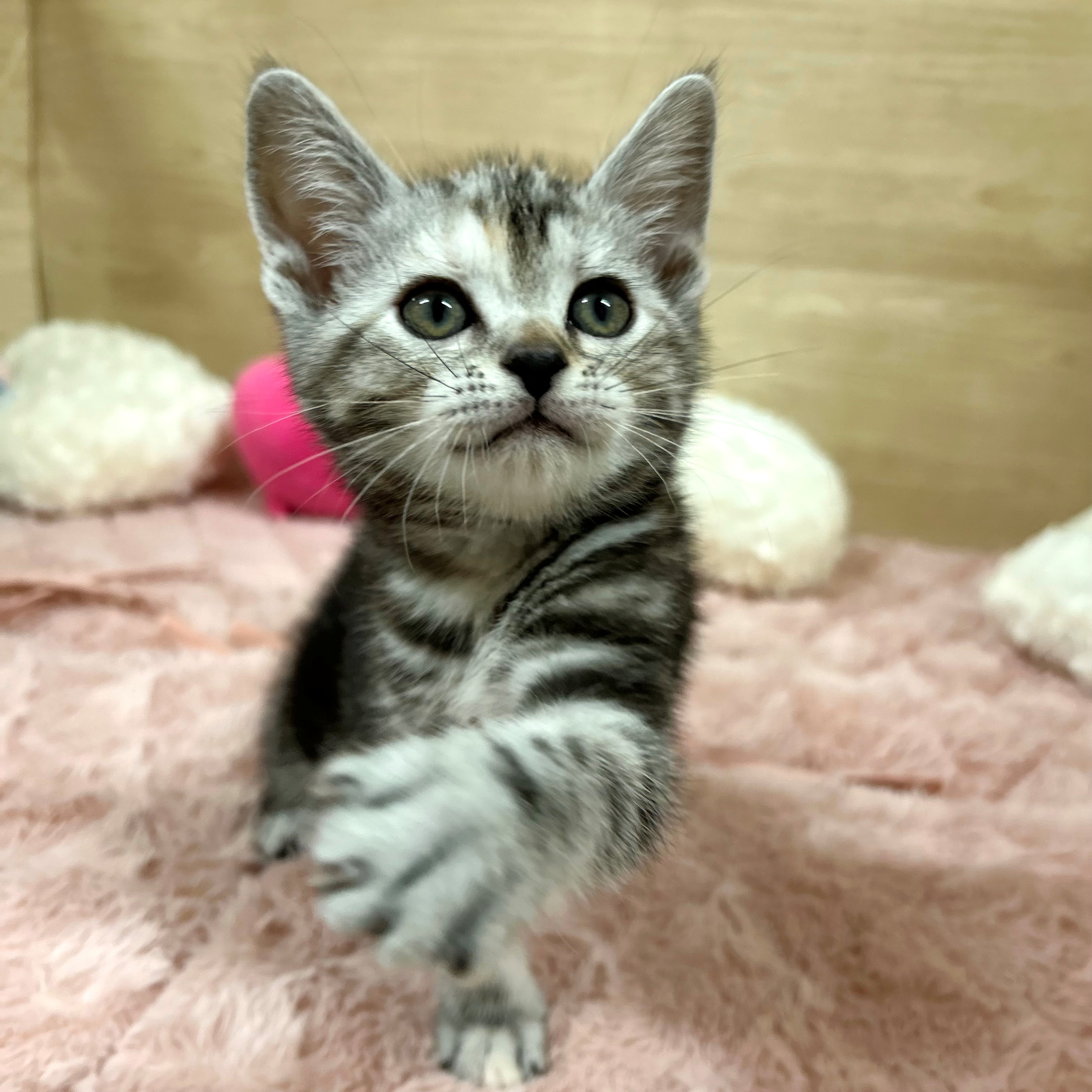 大阪府のアメリカンショートヘアー (犬の家＆猫の里そよら東岸和田店/2025年5月6日生まれ/女の子/シルバータビー)の子猫の3枚目の画像