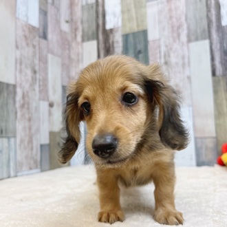 静岡県のミニチュアダックスフンド(ロング) (犬の家＆猫の里マークイズ静岡店/2025年5月7日生まれ/女の子/シェーデットレッド)の子犬の3枚目の画像