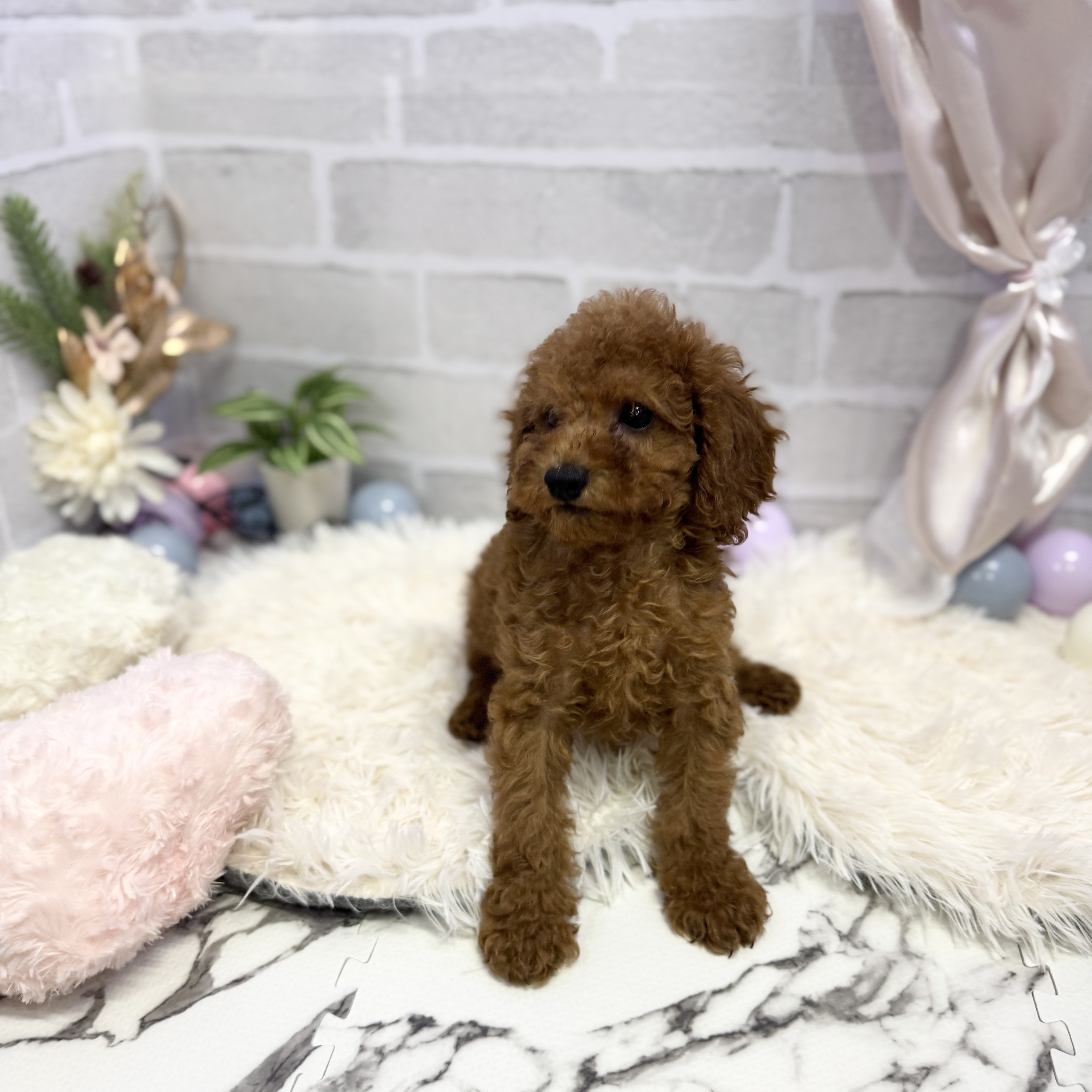愛知県のトイプードル(トイ) (犬の家＆猫の里岡崎店/2025年5月8日生まれ/女の子/レッド)の子犬の3枚目の画像