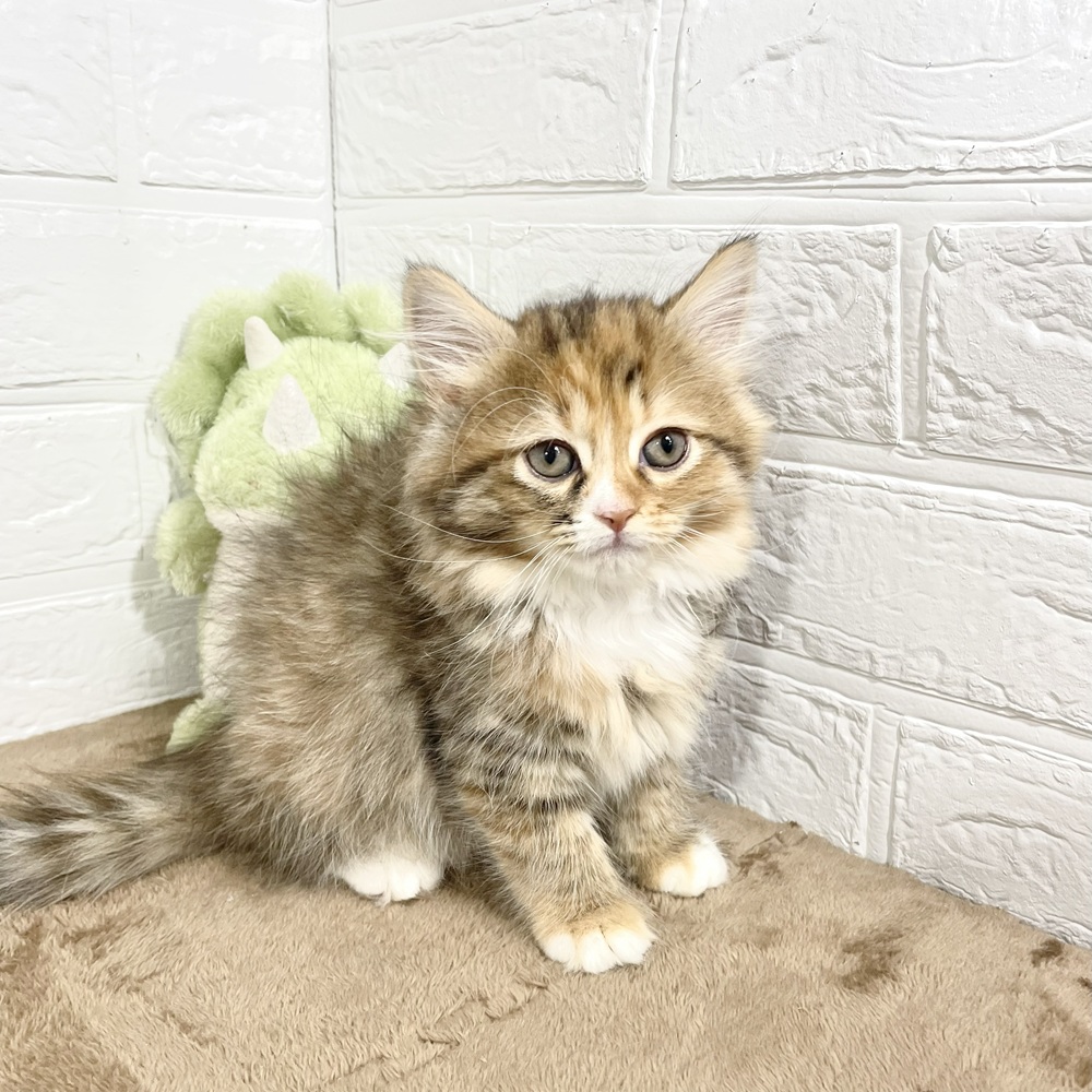 兵庫県のサイベリアン (犬の家＆猫の里ニッケパークタウン加古川店/2025年4月30日生まれ/女の子/ブラウンパッチドタビーホワイト)の子猫の1枚目の画像