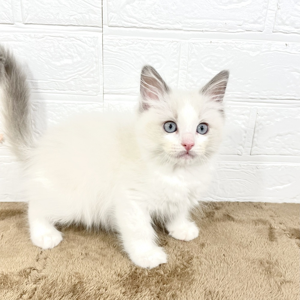 兵庫県のラグドール (犬の家＆猫の里ニッケパークタウン加古川店/2025年5月8日生まれ/男の子/ブルーポイントバイカラー)の子猫の3枚目の画像