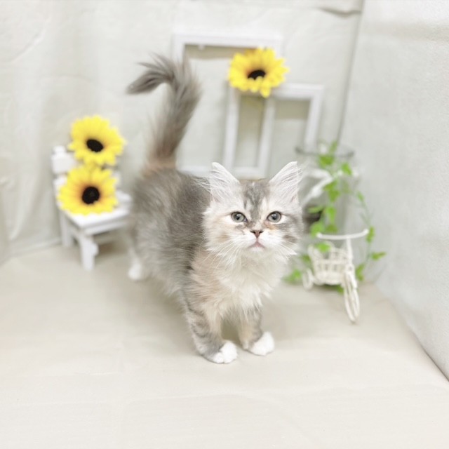 静岡県のサイベリアン (犬の家＆猫の里藤枝店/2025年5月7日生まれ/女の子/ブルーパッチドタビーホワイト)の子猫の3枚目の画像