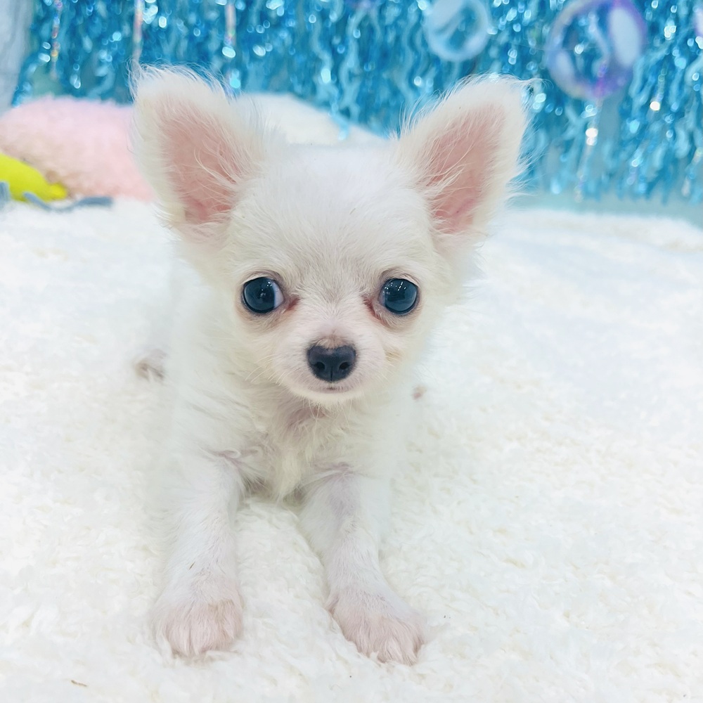 愛知県のチワワ(ロング) (犬の家＆猫の里エアポートウォーク店/2025年5月7日生まれ/女の子/ホワイトクリーム)の子犬の3枚目の画像