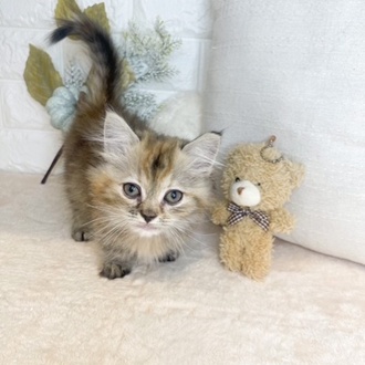 東京都のハーフ猫・ミックス猫 (犬の家＆猫の里新宿店/2025年4月28日生まれ/女の子/チンチラゴールデン)の子猫の3枚目の画像
