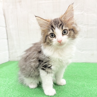 三重県のノルウェージャンフォレストキャット (犬の家＆猫の里三重桑名店/2025年5月2日生まれ/女の子/ブラウンタビーホワイト)の子猫の3枚目の画像