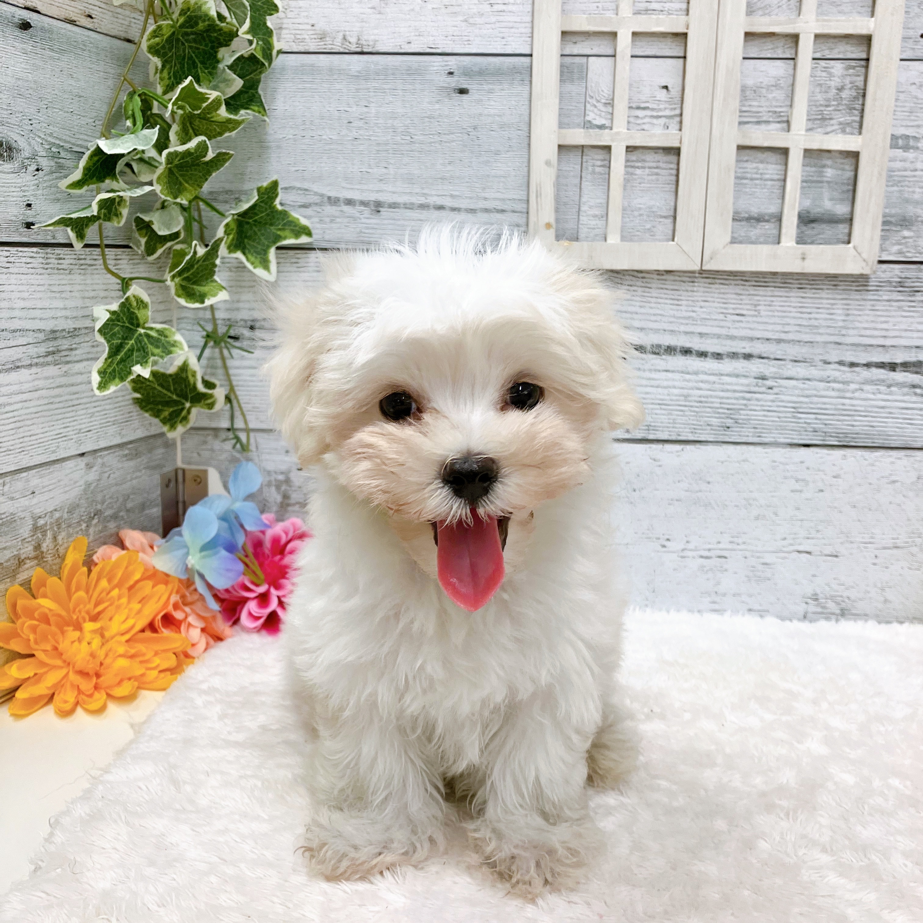 石川県のマルチーズ (犬の家＆猫の里アミーゴ金沢おこばた店/2025年5月9日生まれ/男の子/ホワイト)の子犬の3枚目の画像