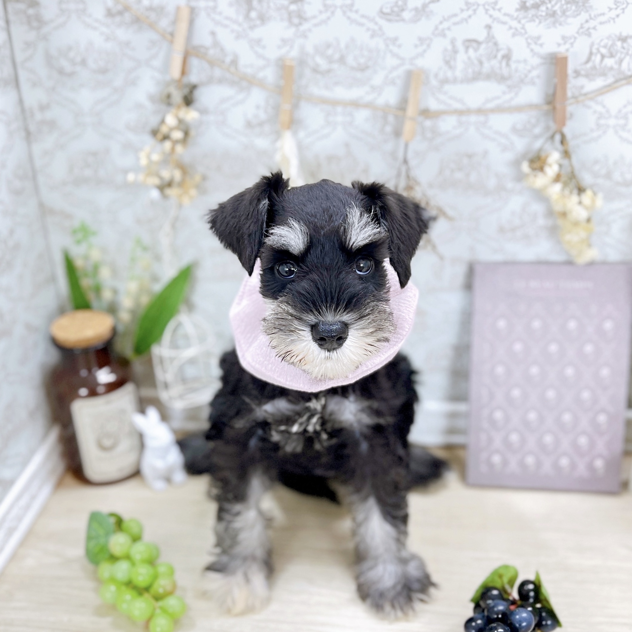 福井県のミニチュアシュナウザー (犬の家＆猫の里アミーゴ福井大和田店/2025年5月9日生まれ/女の子/ブラックシルバー)の子犬の3枚目の画像