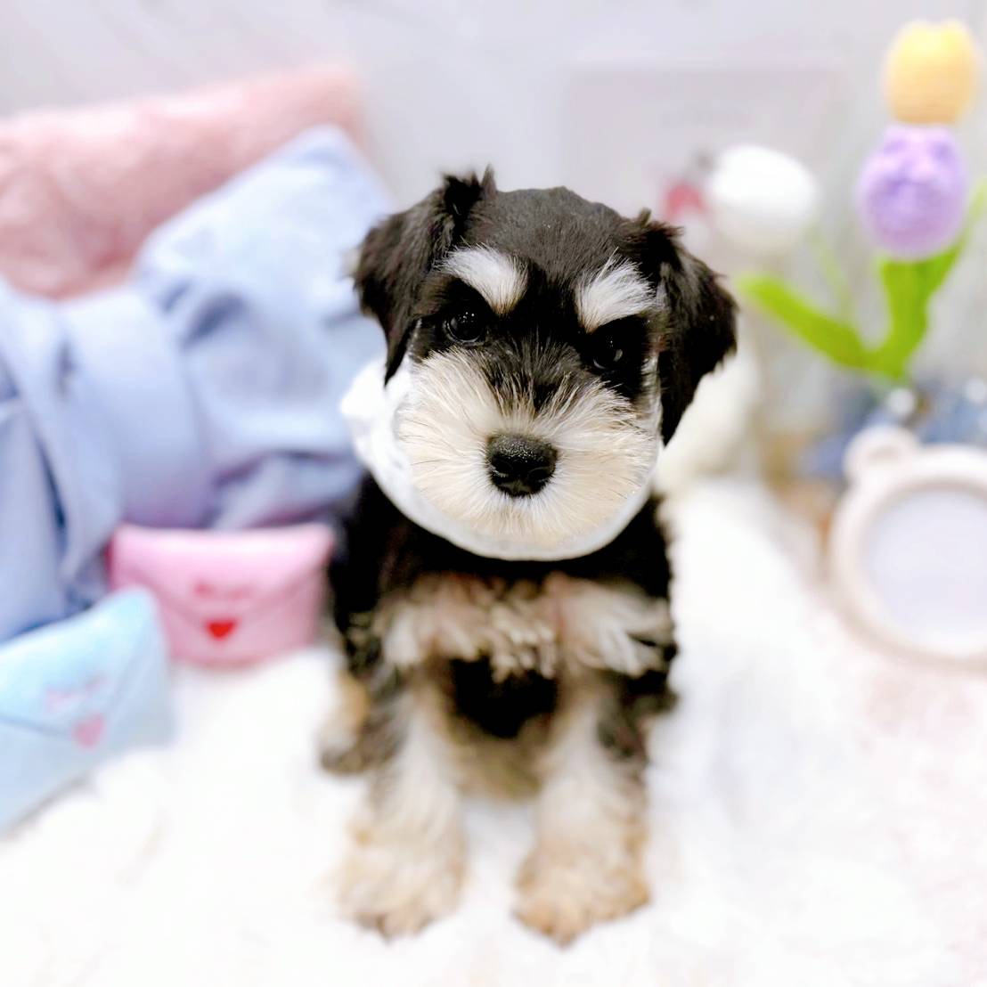 福井県のミニチュアシュナウザー (犬の家＆猫の里福井店/2025年5月9日生まれ/男の子/ブラックシルバー)の子犬の1枚目の画像