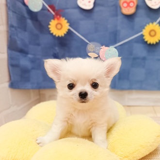 静岡県のチワワ(ロング) (犬の家＆猫の里プレ葉ウォーク浜北店/2025年5月10日生まれ/男の子/クリーム)の子犬の3枚目の画像