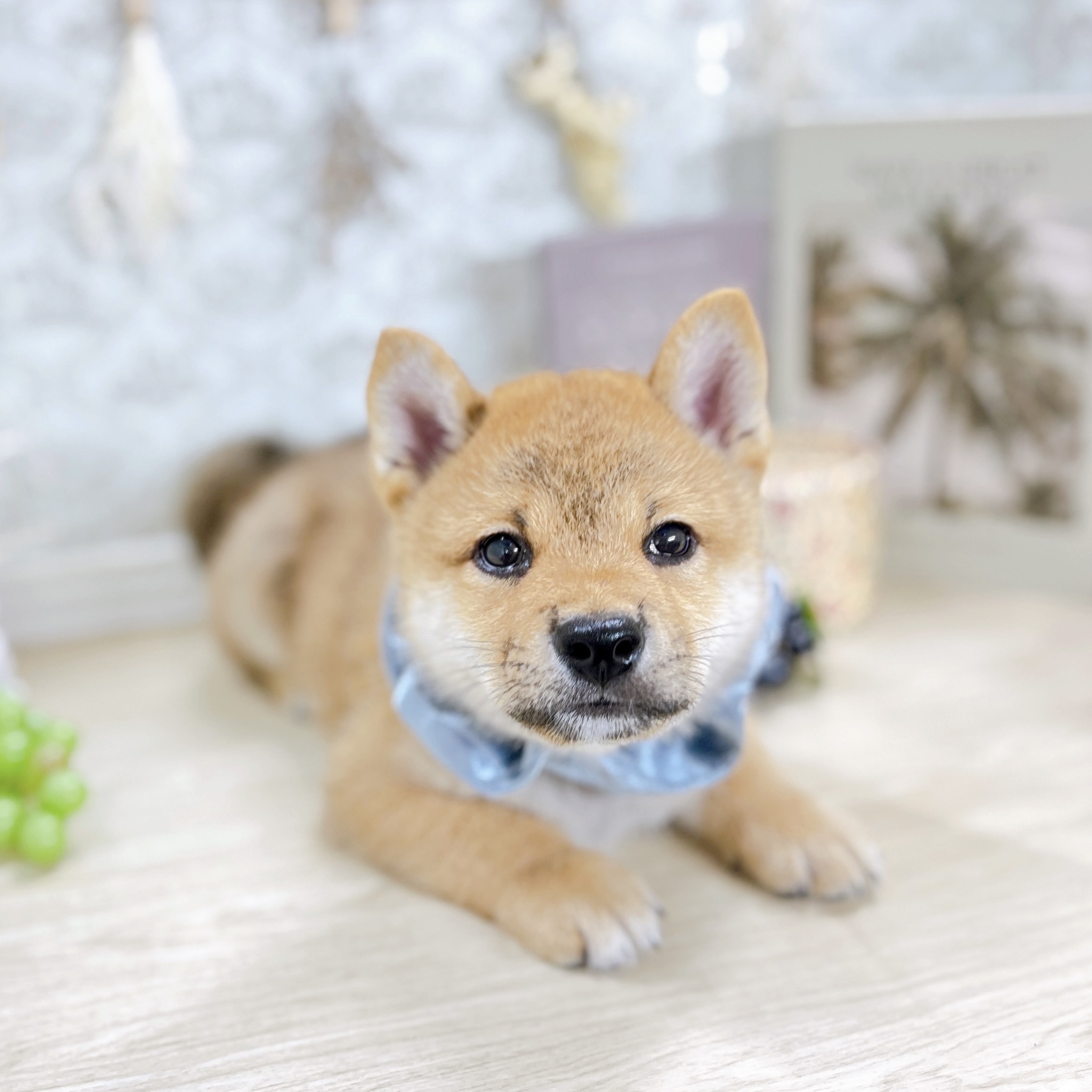 福井県の柴犬(標準サイズ) (犬の家＆猫の里アミーゴ福井大和田店/2025年5月11日生まれ/男の子/赤)の子犬の3枚目の画像