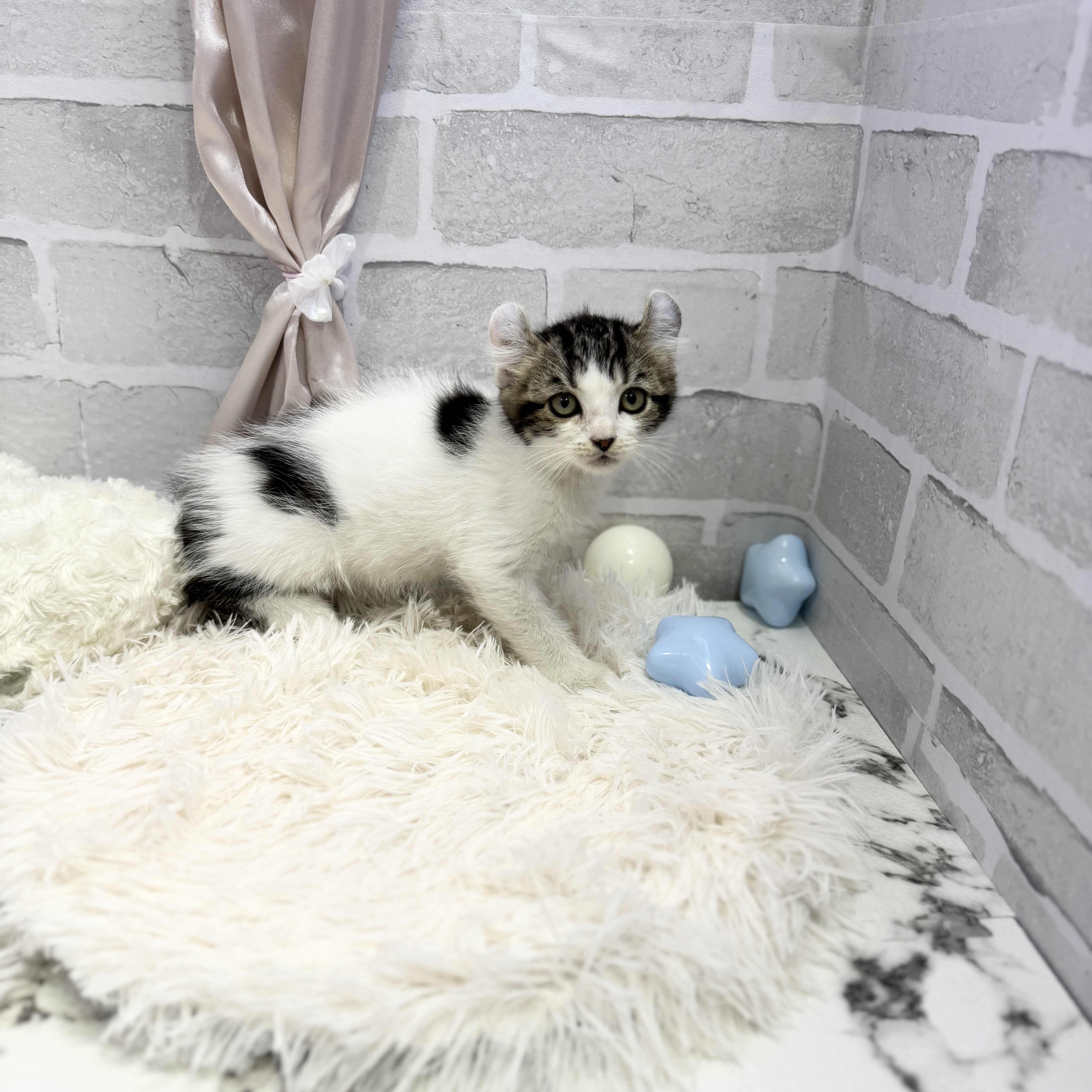 愛知県のアメリカンカール (犬の家＆猫の里岡崎店/2025年5月10日生まれ/男の子/ブラウンタビーホワイト)の子猫の3枚目の画像